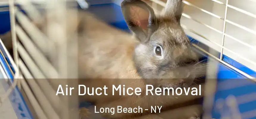Air Duct Mice Removal Long Beach - NY